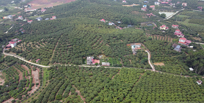 Xã Phúc Hoà (Tân Yên, Bắc Giang) đạt chuẩn nông thôn mới kiểu mẫu về phát triển kinh tế (09/12/2024)